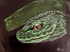 Tiere / Tierportraits